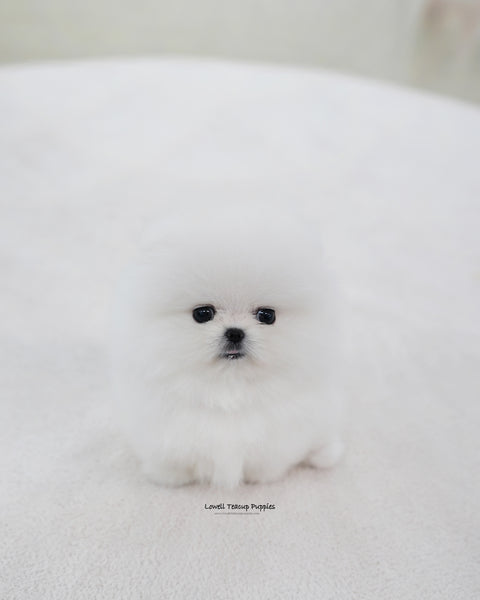 Teacup Pomeranian Male [Biscuit]