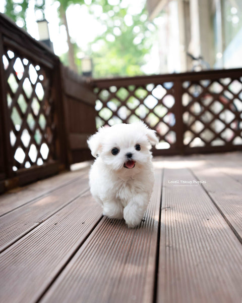 Teacup Maltese Male [Asher]