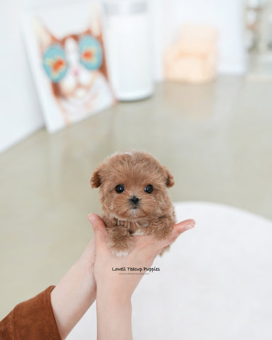 Teacup Maltipoo Female [Vivian]