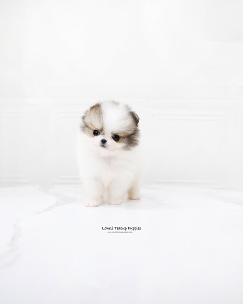 Teacup Pomeranian Male [Fubao]