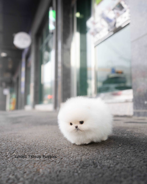 Teacup Pomeranian Male [Snow->Mango]