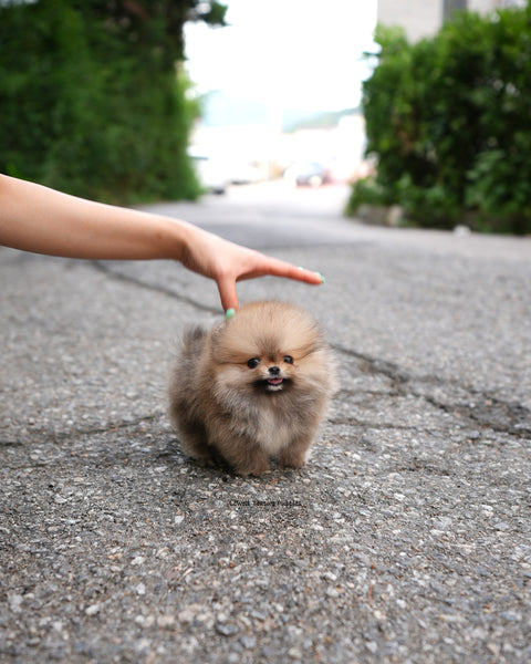 Teacup Pomeranian Male [Berry]