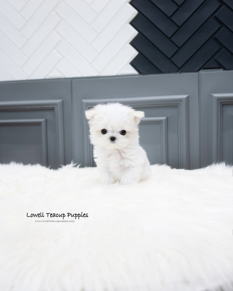 Teacup Maltese Male [Will]