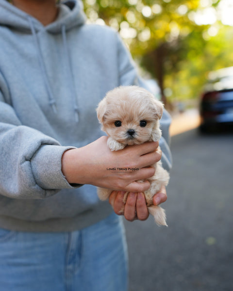 Teacup Maltipoo Female [Cleo]
