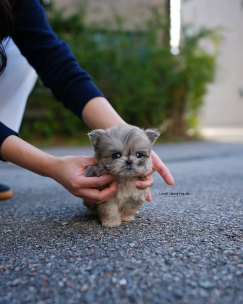 Teacup Maltipoo Male [Pip]