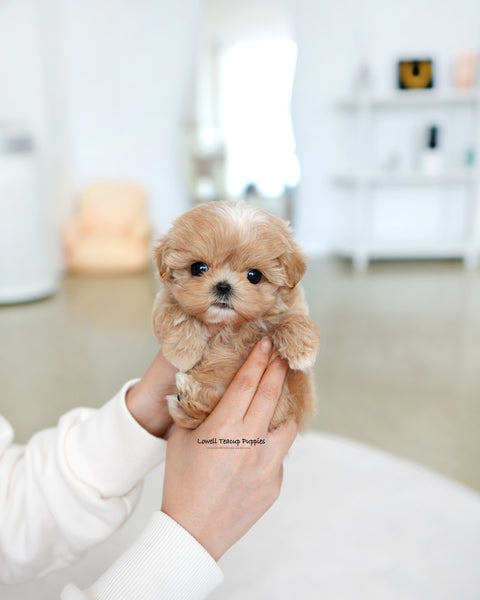 Teacup Maltipoo Female [Tia]