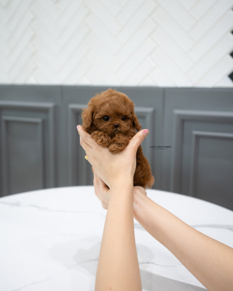 Teacup Maltipoo Male [Abby]