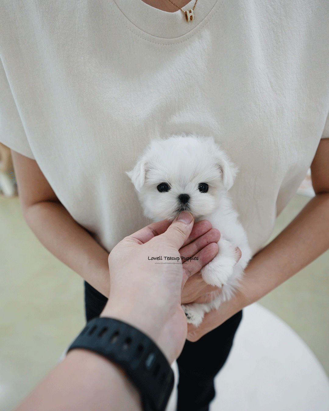 Teacup Maltese Female [Zara]