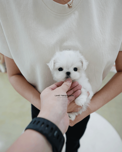 Teacup Maltese Female [Zara]