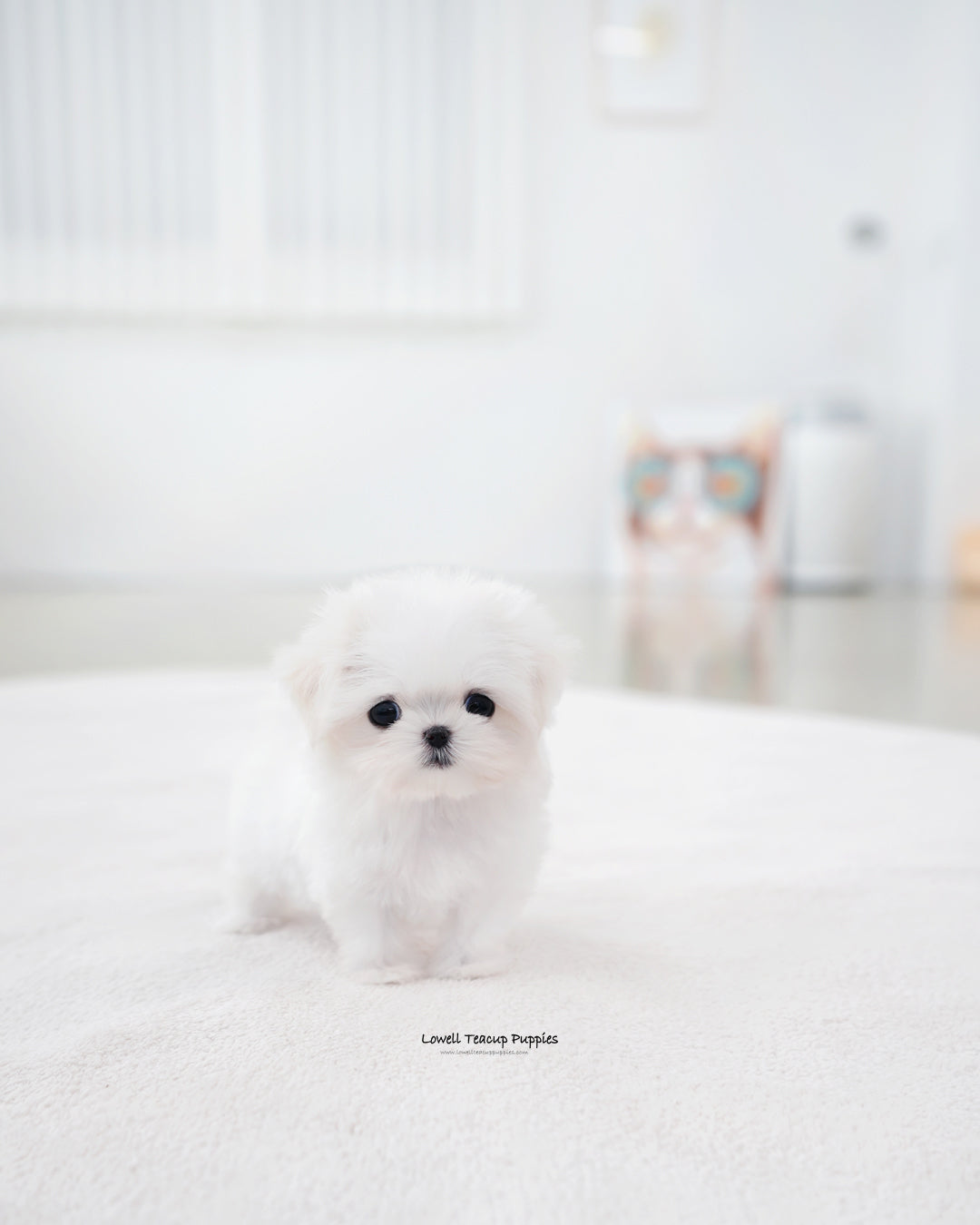 Teacup Maltese Female [Sunny]