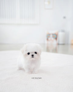 Teacup Maltese Female [Sunny]