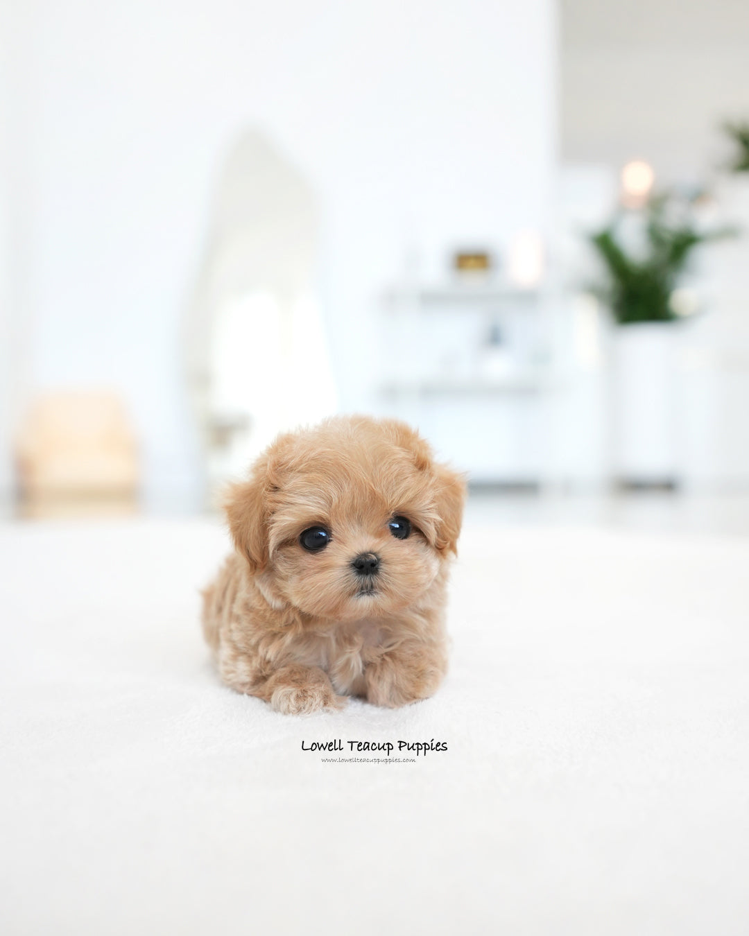 Teacup Maltipoo Female [Ivy]