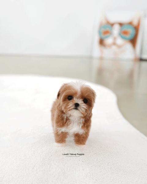 Teacup Maltipoo Female [Mango]
