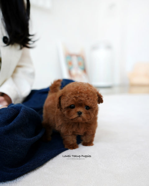 Teacup Maltipoo Male [Finn]