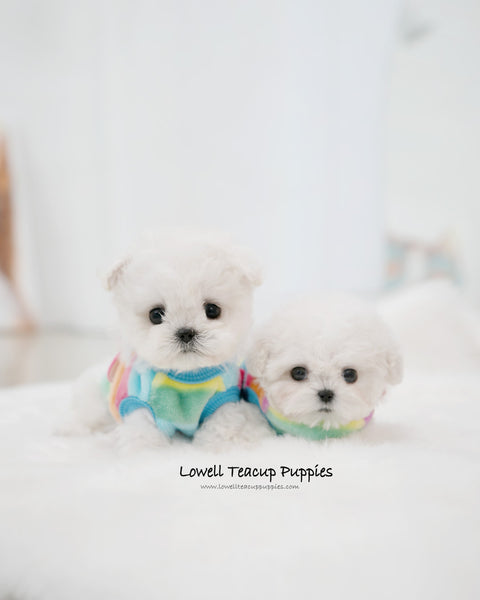 Teacup Bichon Frise Male [Buddy]
