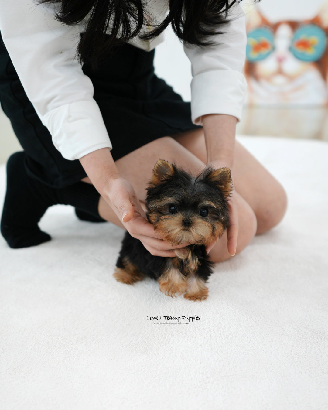 Teacup Yorkie Male [Bebe]