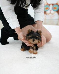 Teacup Yorkie Male [Bebe]