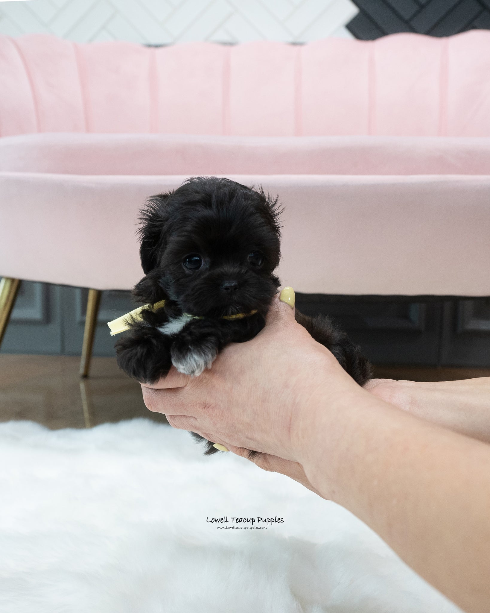 Teacup Maltipoo Female [Buddy]