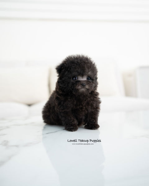 Teacup Poodle Female [Riley]
