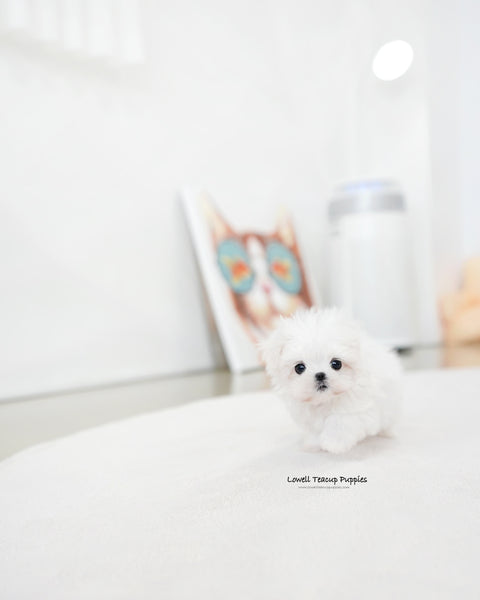 Teacup Maltese Male [Daon]