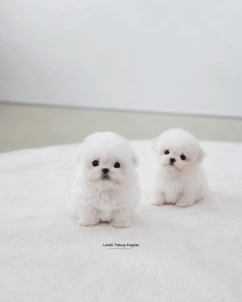 Teacup Bichon Frise Male [Max]