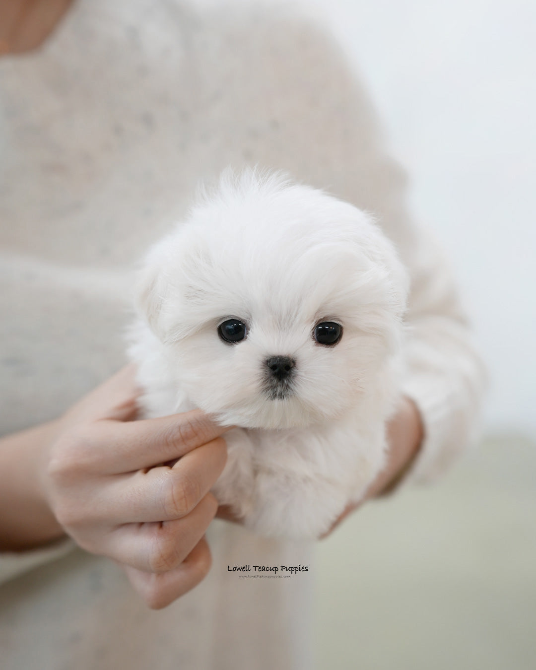 Teacup Maltese Male [Buzz]