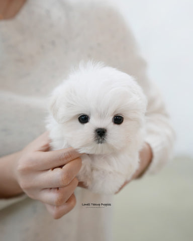 Teacup Maltese Male [Buzz]
