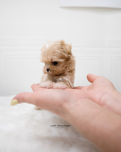 Teacup Maltipoo Male [Dicaprio]