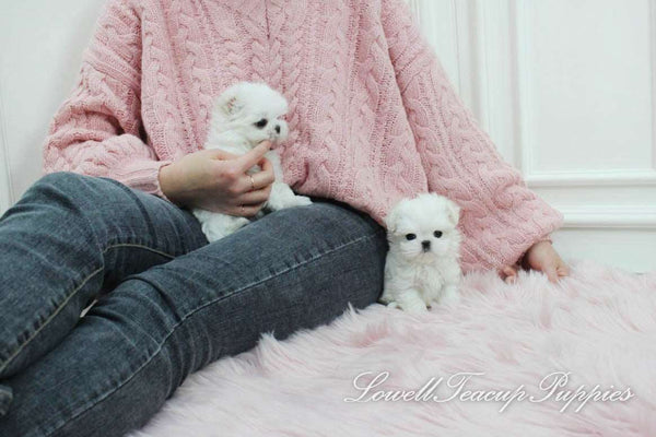 Teacup Maltese Male [Dove] - Lowell Teacup Puppies inc