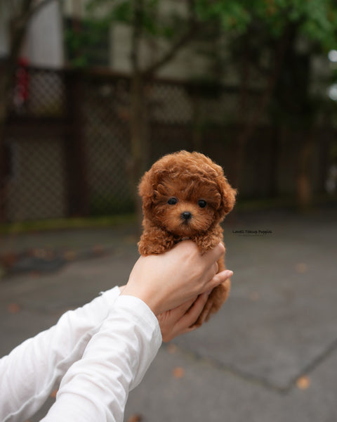 Teacup Poodle Male [Dan]