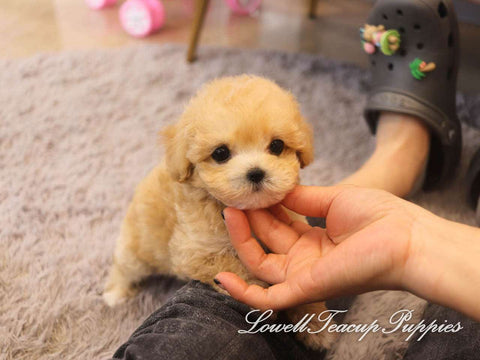 Teacup Maltipoo Male [Morris] - Lowell Teacup Puppies inc