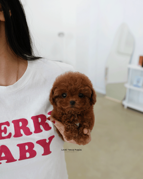 Teacup Poodle Female [Hani]