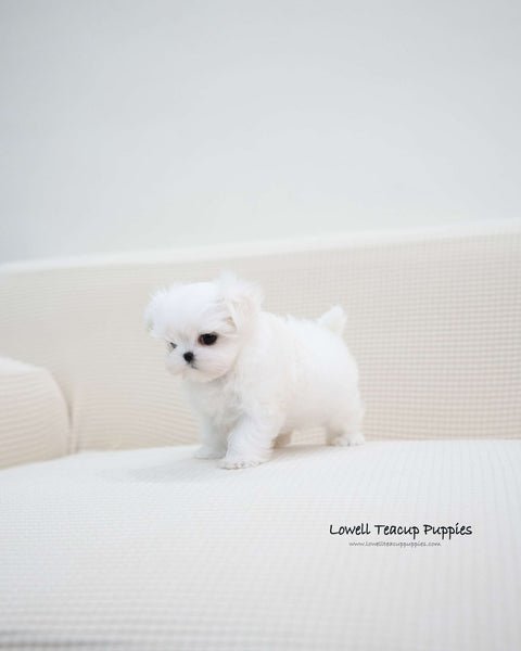 Teacup Maltese Male [Terry]