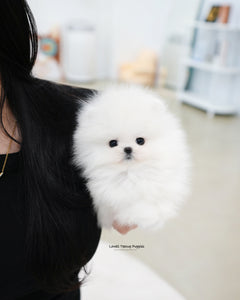 Teacup Pomeranian Female [Sienna]