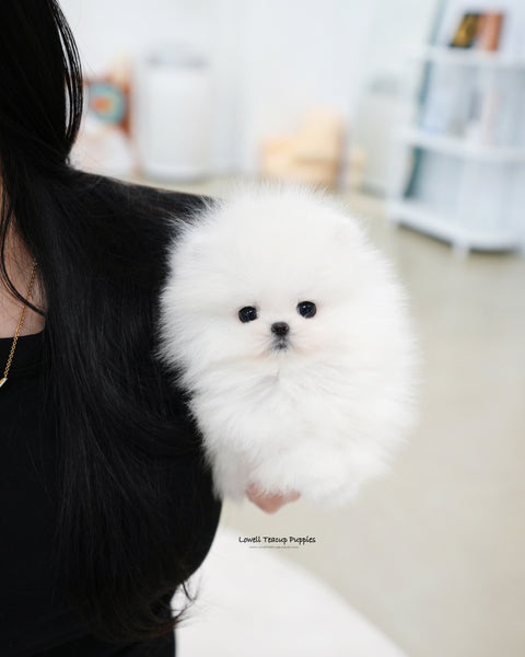 Teacup Pomeranian Female [Sienna]
