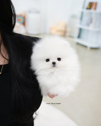 Teacup Pomeranian Female [Sienna]