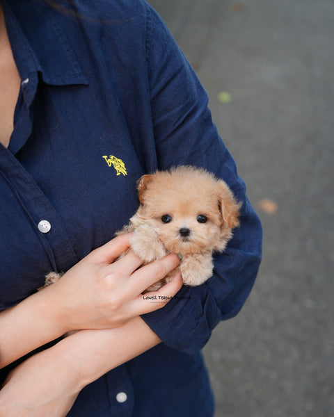 Teacup Maltipoo Female [Vera]