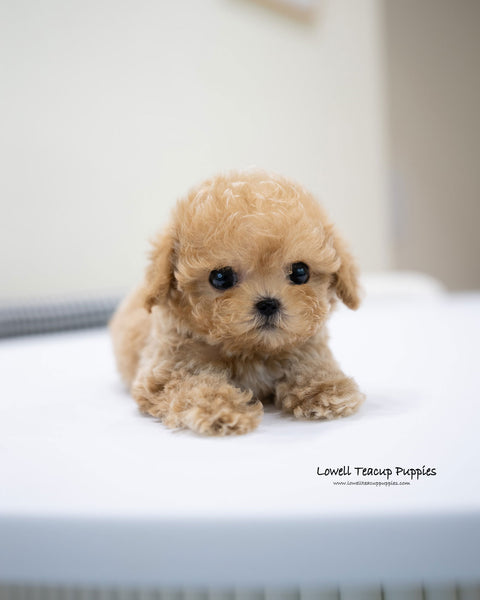 Teacup Poodle Male [Jace]