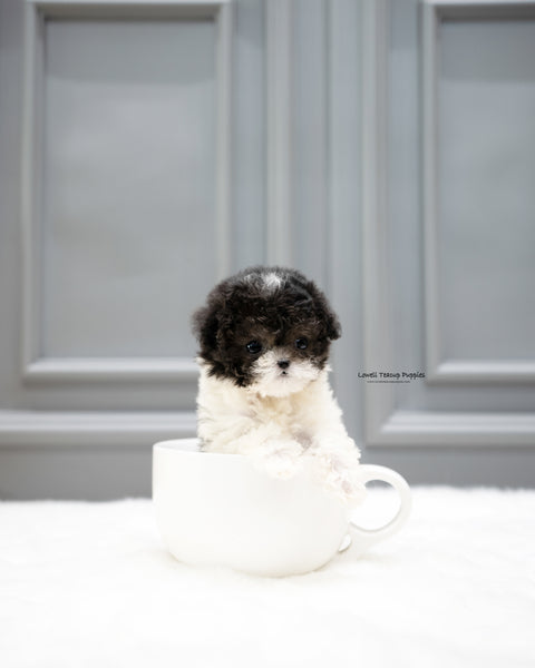 Teacup Poodle Female [Lulu]