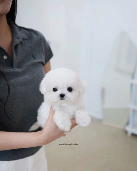 Teacup Bichon Frise Female [Fifi]