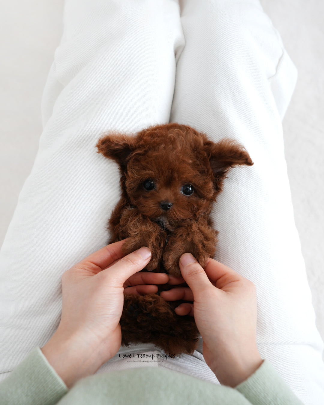 Teacup Poodle Female [Evelyn]