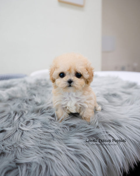 Teacup Maltipoo Female [Clover]