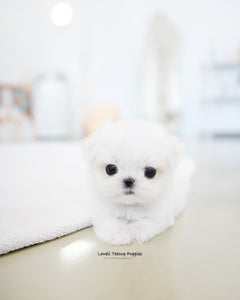 Teacup Maltese Male [Joel]