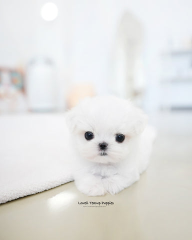Teacup Maltese Male [Joel]
