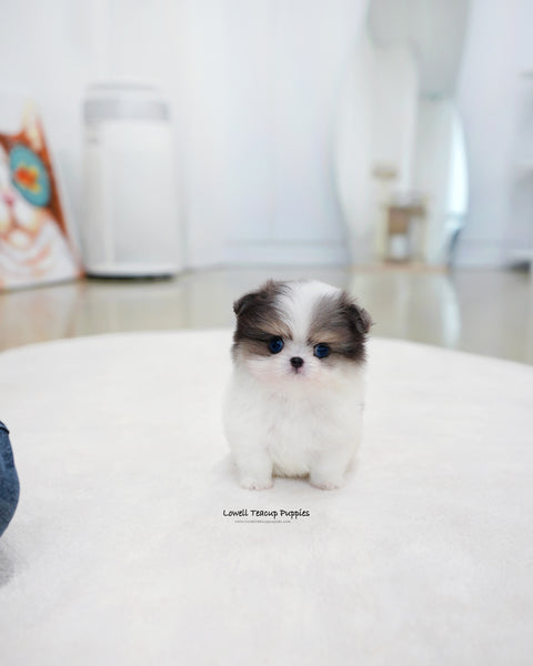 Teacup Maltipom Female [Puff]