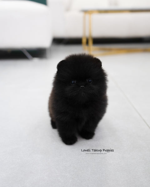 Teacup Pomeranian Female [Margo]