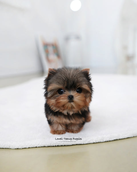 Teacup Yorkie Male [Buddy]