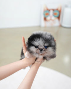 Teacup Pomeranian Male [Felix]