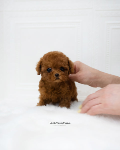 Teacup Poodle Female [Dorothy]