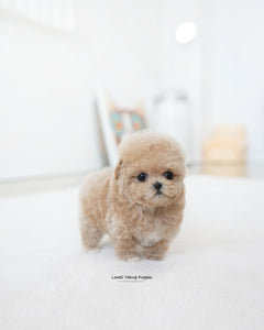 Teacup Maltipoo Female [Ashley]
